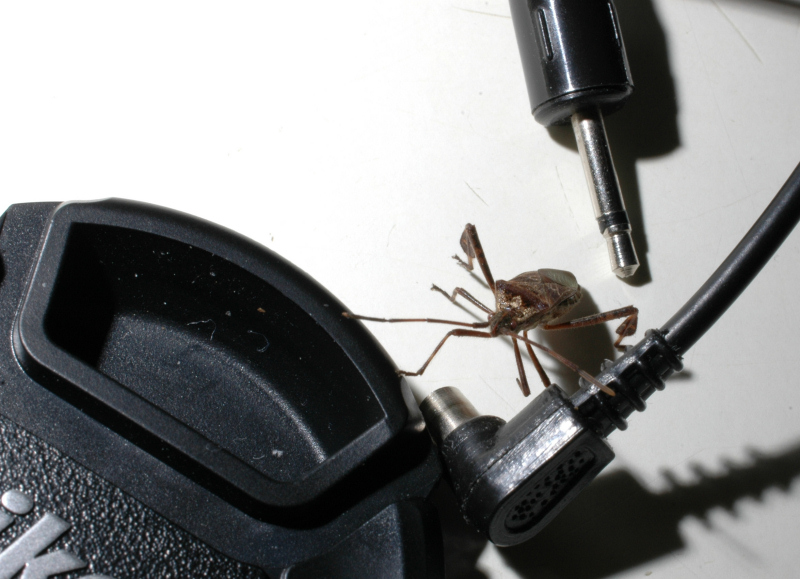 Coreidae: Leptoglossus occidentalis della Toscana (Prato)